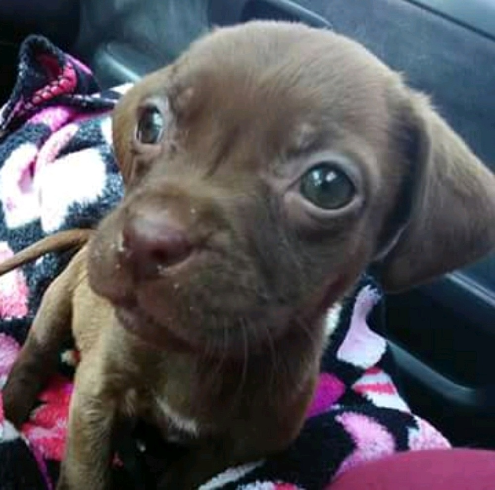 Meet your Posher, Sammie